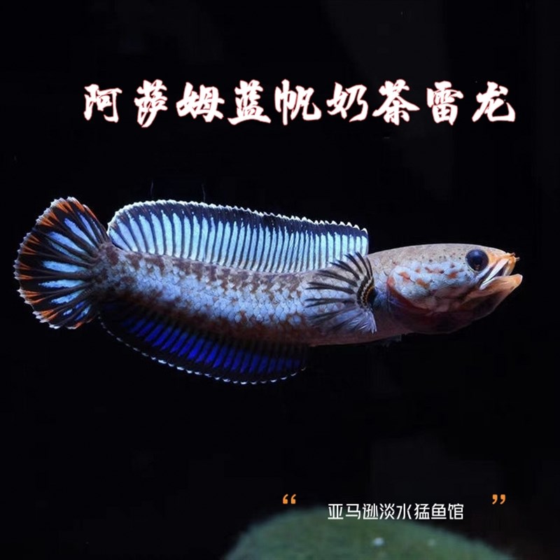 速发热带鱼阿萨姆奶茶雷龙鱼小型凶猛淡水鱼苗观赏鱼蓝帆奶茶雷龙
