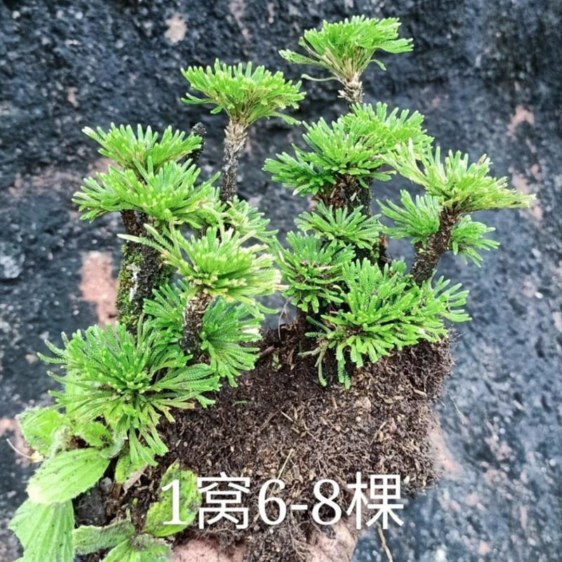 现货速发石头上种的植物物创意盆栽九死还魂草假山绿植四季长青微