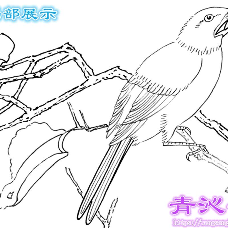 n222田世光柿子白头翁花鸟工笔画白描底稿白纸线描国画稿条幅