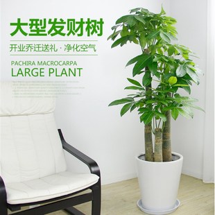 开业发财树大g植物盆栽办公室绿植室内盆景吸甲醛净化空气花卉重