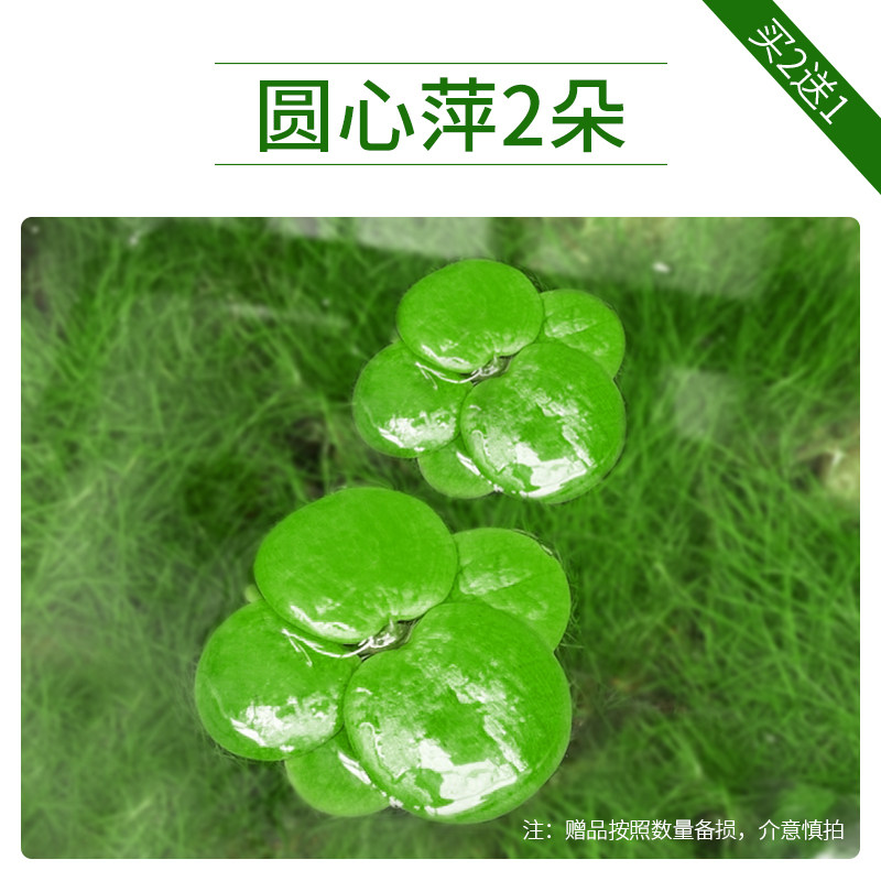 小众高货鱼缸造景肚兜浮萍水草圆心萍槐叶萍红毛丹水边水草活体造