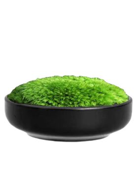 日式苔藓微景观小型桌面茶艺景观摆件鲜活L苔藓创意迷你盆景新中