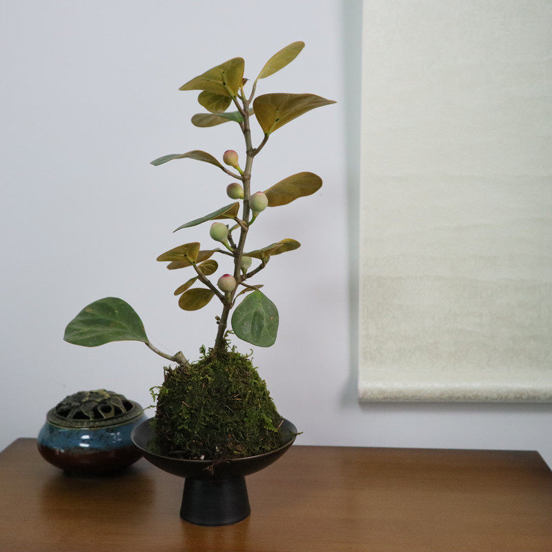菩提树绿植禅意盆栽盆景好养室内书房办公室内绿植盆栽气中式