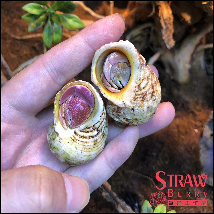 新品淡水宠物【彩色m灰白寄居蟹】陆地寄居蟹迷你宠物蟹宠物寄居