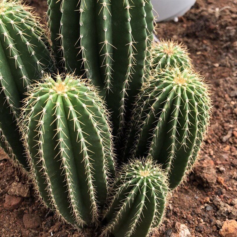 群生多头大凤龙仙人柱沙漠t耐旱好养活大型多肉植物室内防辐射盆