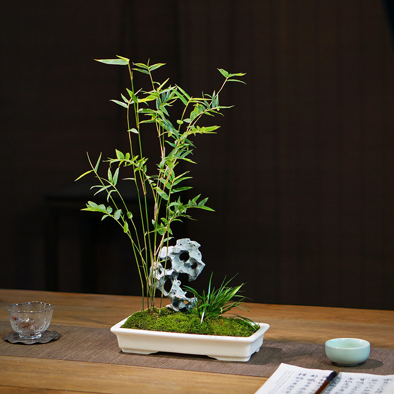 太湖石米竹盆栽竹子盆景办公室内桌面山水苔藓绿植书房茶桌植物花