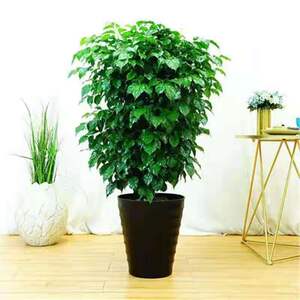 小众高货幸福树盆栽客厅大型绿植盆景平安树摇钱树驱蚊植物开业乔