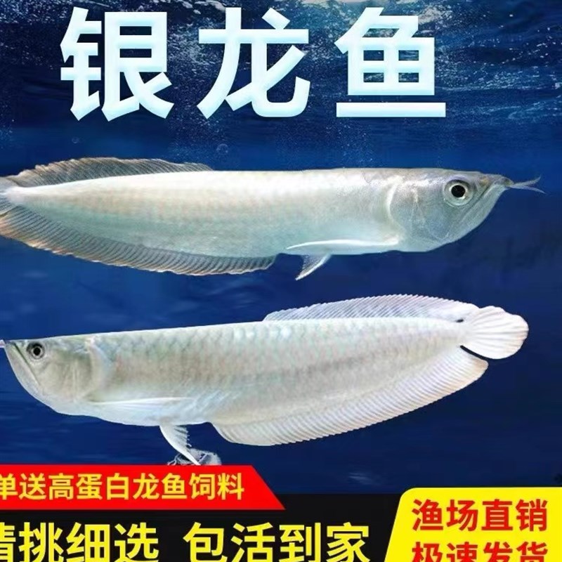 新品银龙鱼活鱼苗热带观赏鱼中A大型黄化红眼白子银龙七彩银龙练