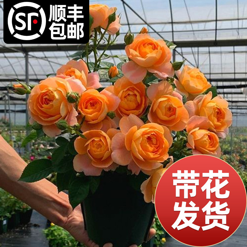 果汁阳台月季盆栽花苗特大花四季A开花卉玫瑰带花苞阳台植物红果