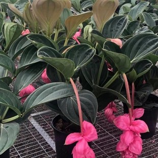 宝莲灯花盆栽带花苞宝莲灯花苗盆栽宝莲灯倒挂金钟盆栽苗室内盆栽