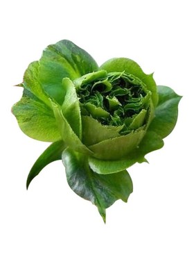 新品 结绿珍 切花绿色玫瑰月季花苗庭院盆栽阳台迷你灌木花园植物