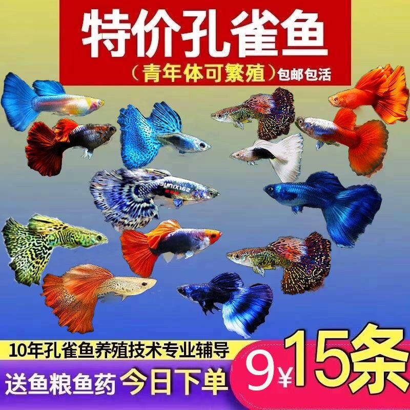 新品不打氧耐活冷水鱼小鱼活水草观赏鱼淡K水鱼好养活耐养宠物鱼
