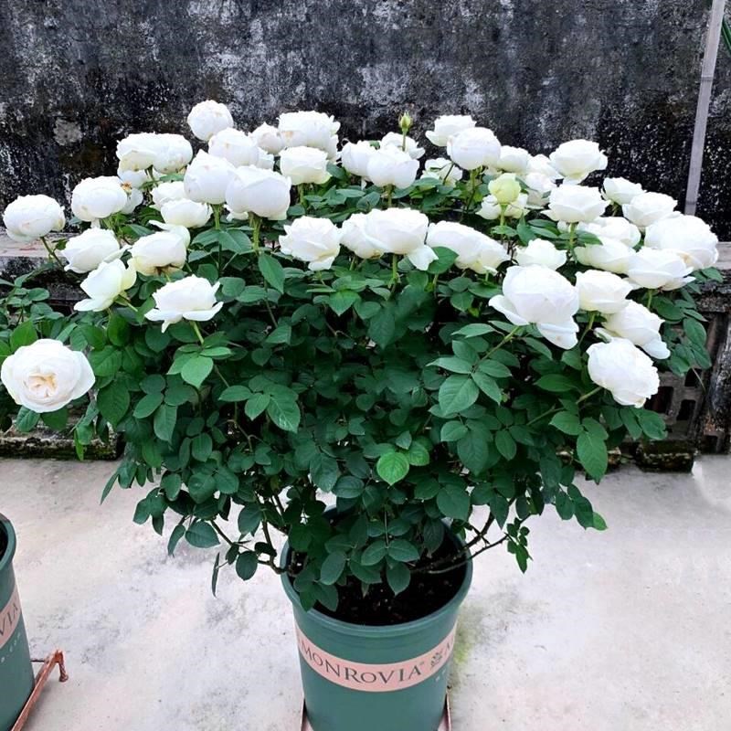 大花浓香月季花苗伊芙婚礼之路多季开纯白色玫瑰盆栽阳台观花植物