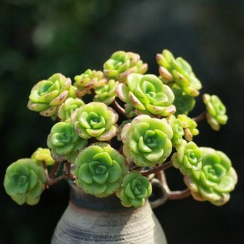 现货百合莉莉老桩多头群香香w的多肉植物百合丽丽群生小老桩圆叶