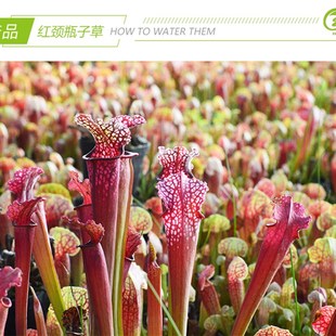 基地直销 食虫植物捕蝇草猪笼草驱蚊草多肉绿植盆栽 红颈瓶子草