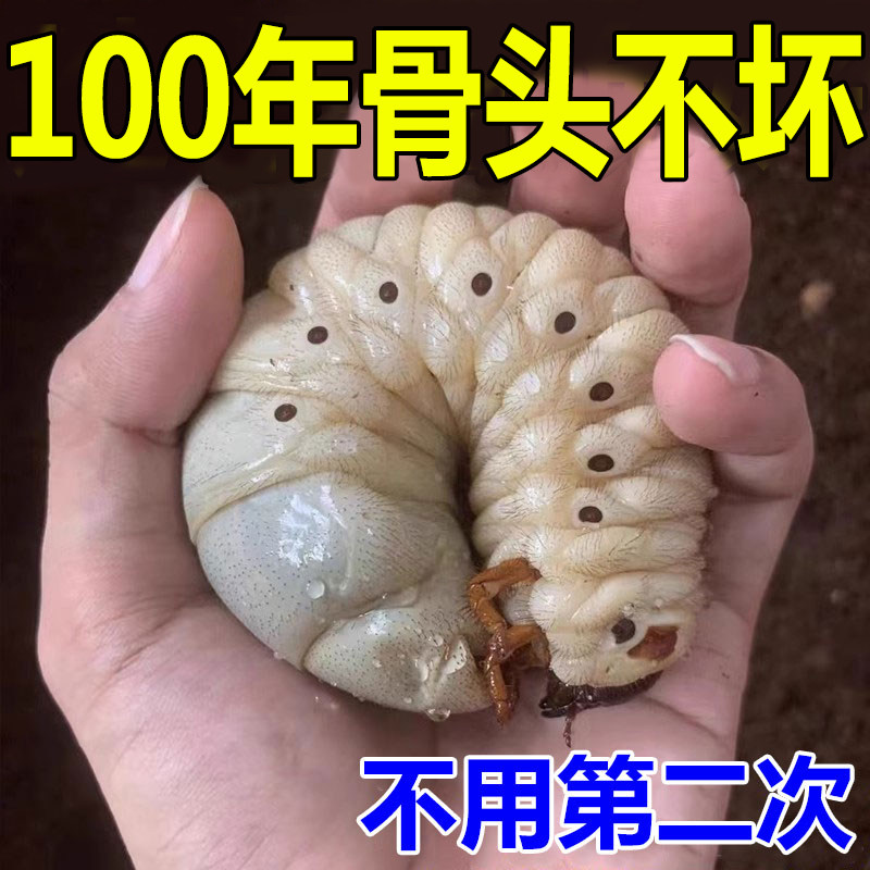 热销【当晚生骨】股骨头髋关节疼痛缺血坏死肿胀疼痛股骨头坏死专