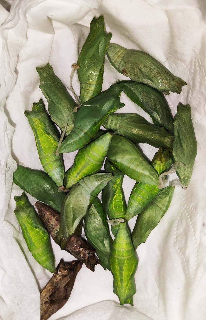 蝴蝶蛹可孵化品种齐全无毒活体凤蝶绿带翠凤蝶碧凤蝶蓝色多品种蝴