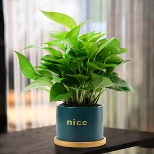 绿萝盆栽植物室内吸甲醛桌面办公室客厅室内土培绿植绿箩净化空气