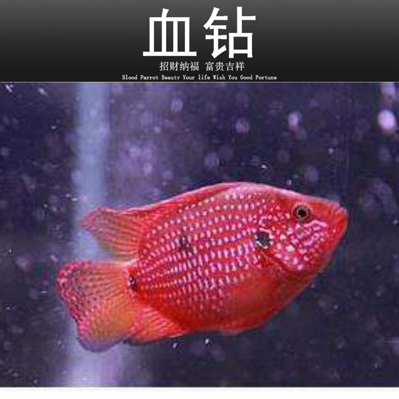 速发红宝石鱼血钻鱼热带鱼球型三湖慈鲷马鲷科鱼招财鱼观赏鱼包邮