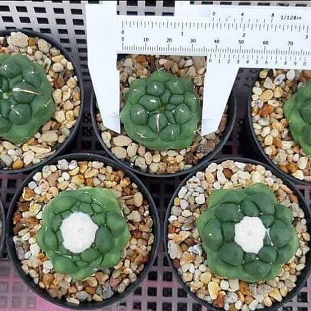 无刺象牙丸仙人球侧芽自根仙人掌稀有品种变异室内盆栽花卉多肉