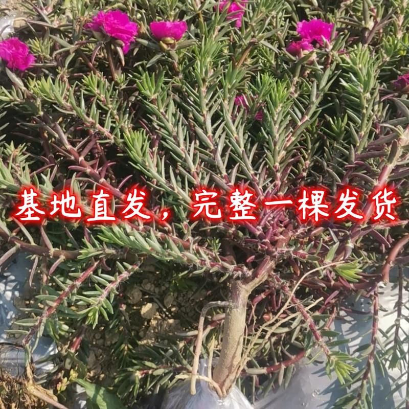 玫红王向日葵老桩宿根多年生重瓣B向日葵苗耐寒耐热开花牡丹王易 鲜花速递/花卉仿真/绿植园艺 造型盆景 原图主图