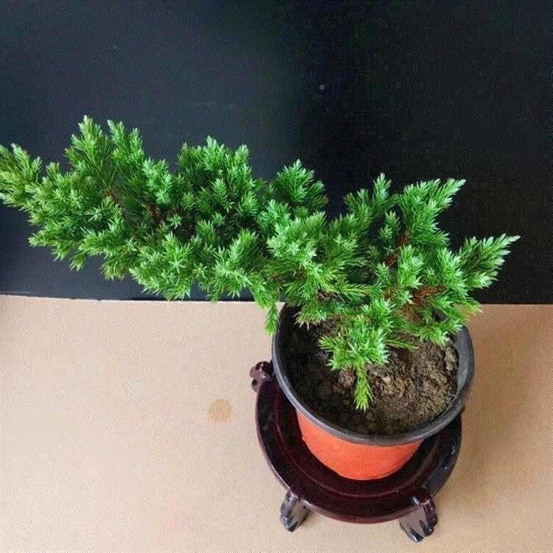 迎客松真树盆景迎客松室内外松柏地柏造型盆景办公室庭院景观盆景