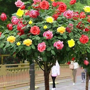 高档树桩月季 开花别墅庭院盆景树状月 花苗l植物玫瑰大花浓香四季