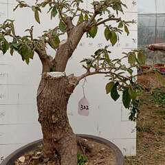 新胡秃子盆景g羊奶子开花挂果老树桩斑楂常绿小品绿植熟桩生桩可