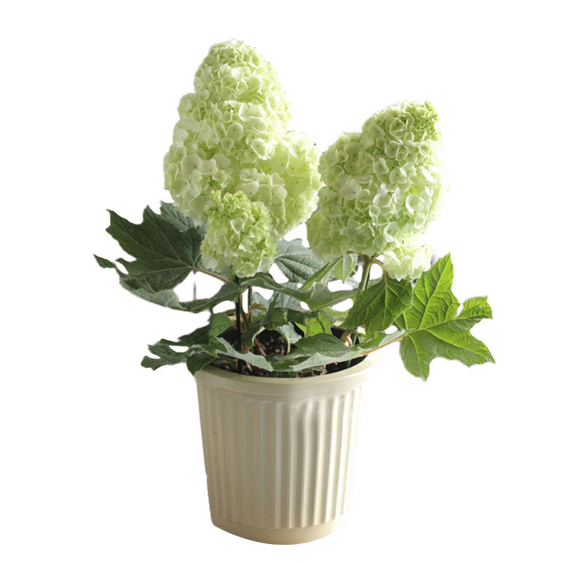 有寻植物 栎叶绣球和声冰雪女王盆栽庭院阳台花园多年生耐寒大花