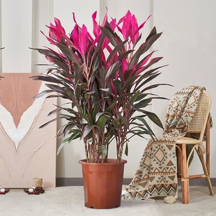 红叶朱蕉盆栽室内吸甲醛净化空气可水培植物好养客厅大型绿植ZB