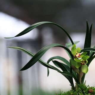 兰花春兰正品好养浓香碧玉圆荷F绿花矮种室内桌面带植花卉