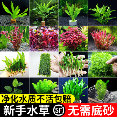 厂家水草植物鱼缸造景新手懒人阴性蜈蚣草水榕莫斯养鱼造氧定植真