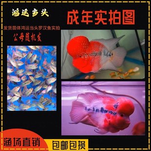 古典罗汉金花火凤鸿运当头满银罗汉鱼苗高起头率渔场新品 新品 推荐