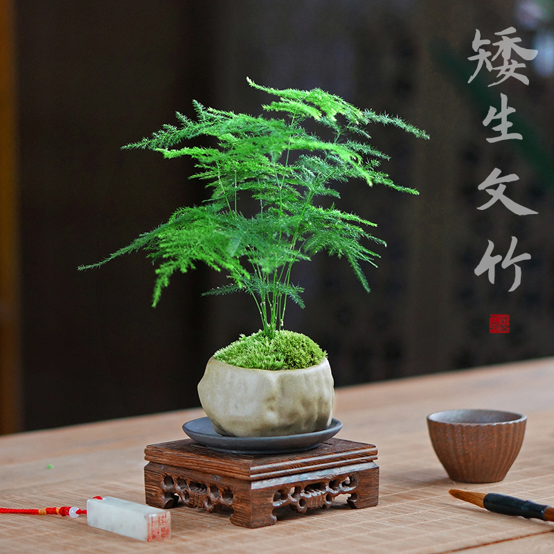 文竹创意小盆栽迷你盆景室v内桌面花绿植物办公室书房茶台绿植常