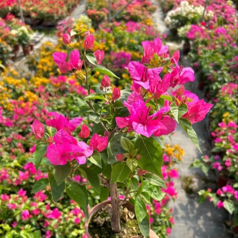 三角梅盆栽带花发货四季开花爬藤植物阳台小花卉庭院好养勤花绿樱