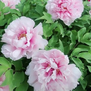 雪映桃花洛阳观赏牡丹可盆栽可地载