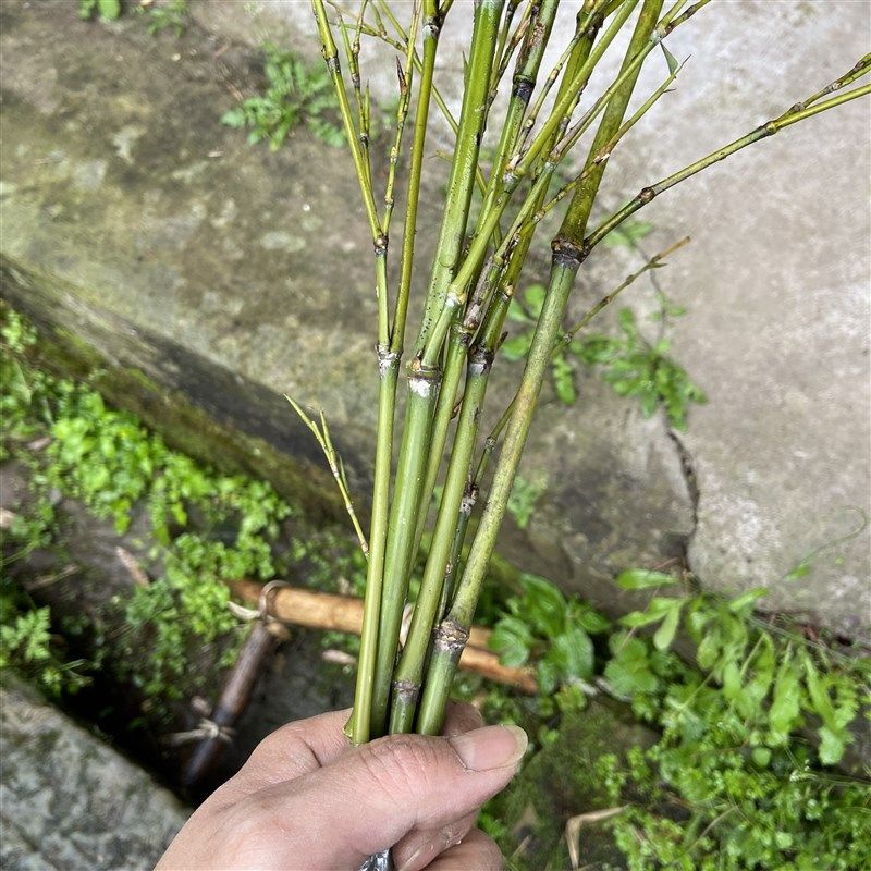 手工竹条子家用竹条教鞭藤条竹鞭竹枝天然传统戒尺打人神器