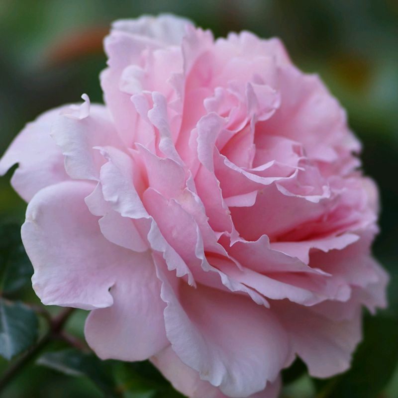 新品法国玫瑰索菲罗莎大花浓香月b季花苗四季开花阳台庭院耐寒抗