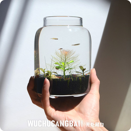 生态瓶水草c小鱼缸玻璃办公桌面微景观生日情侣礼物DIY作业免换水