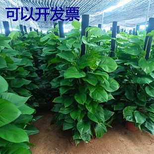 大叶绿萝办公室内除甲醛盆栽植物办公室大型绿植客厅盆景植物花卉