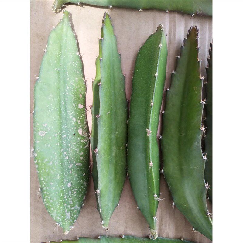 推荐红心火龙果枝条有根苗嫁接砧木黄大刺仙人掌袖普柱青叶麒麟叶