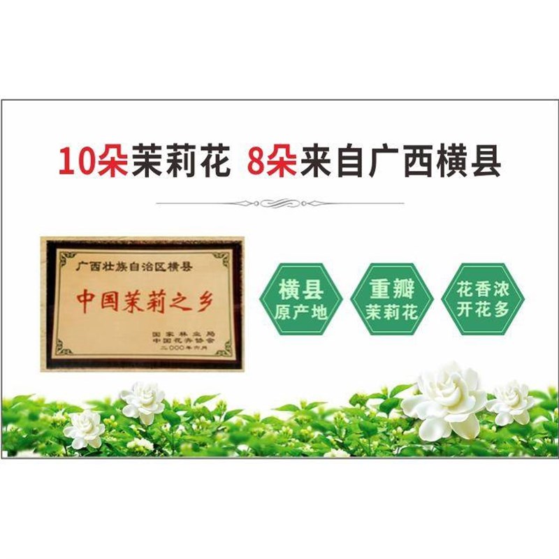 横县重瓣茉莉花苗白茉莉盆栽盆景四季绿植花卉老桩树桩根植物室内