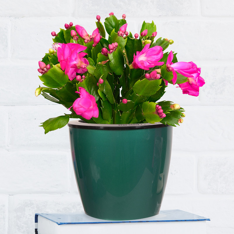 花语自由蟹爪兰花卉带花苞植物办公桌客厅桌面 开花盆栽 四季绿植