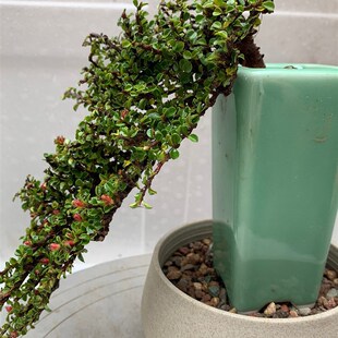 植物盆景素材 米叶杜鹃 荀子 黄杨等各种绿植花苗室内阳台盆栽