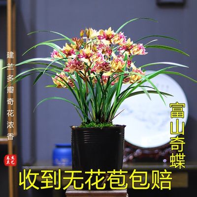 现带多花苞多品种富山奇蝶花开浓香好养易活室内客厅驱蚊植物懒人