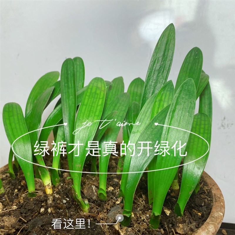 国宝级精品绿花君子兰细长叶查尔斯纯绿裤小苗室内平盆栽
