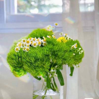 极速Sunflower Flowers Ping pong chrysanthemum Green hairball