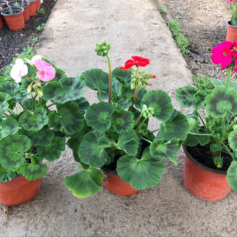 蝴蝶梅垂吊重瓣天竺葵带花原土原盆驱蚊室内外绿植花卉花期长包邮