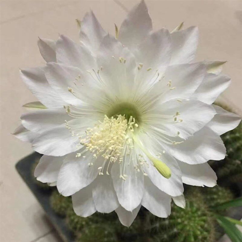 苞玻璃金盛仙人丸球开白花草球仙人掌花卉植球物带花盆栽易养yfk