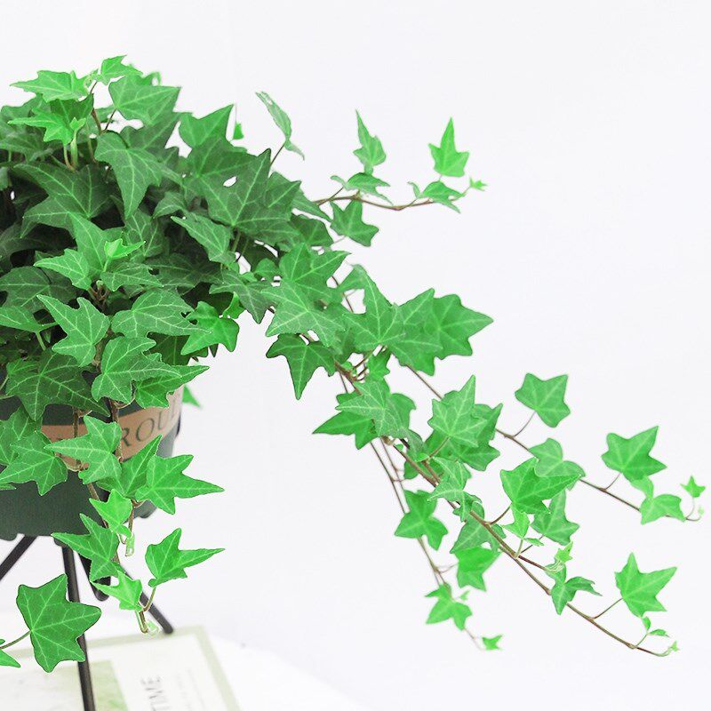 不需要阳光的绿植l家里盆栽植物绿色植物盆栽室内好养喜阴花卉常